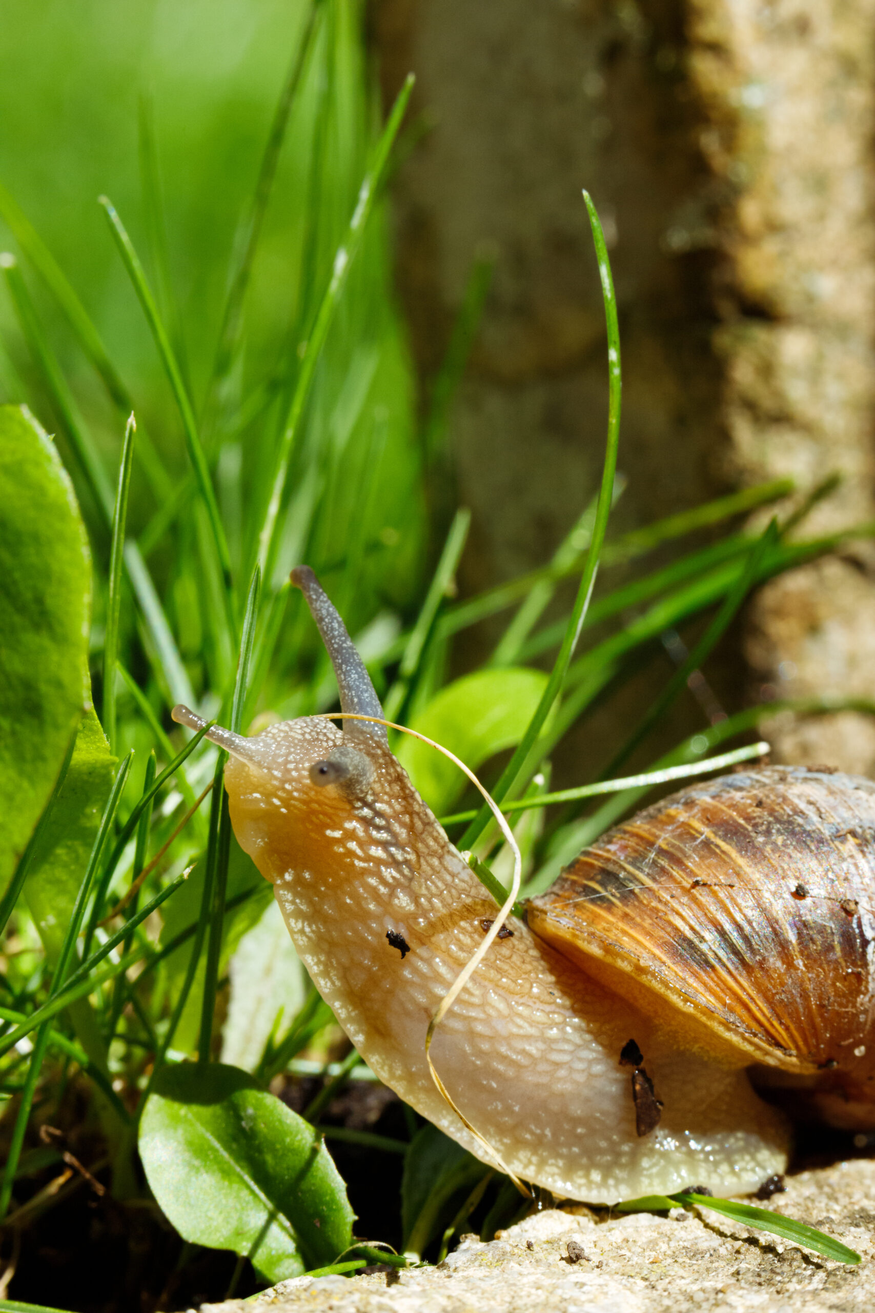What is the COSING and how is the registration of the snail secretion