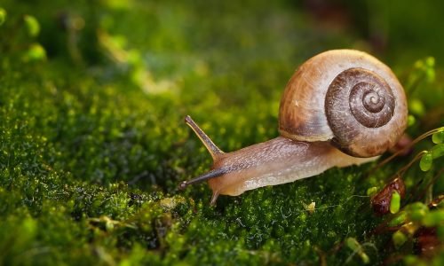 Close-up of a snail slowly creeping in the sunset sunlight.